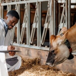 Male veterinarian inspecting cow in dairy farm.