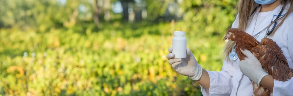 Veterinary professional holding a chicken and a bottle of medication on a poultry farm